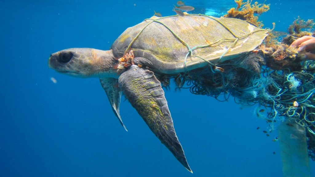 Maldives turtles swimming in sea