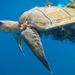 Maldives turtles swimming in sea