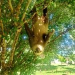Sloth Costa Rica