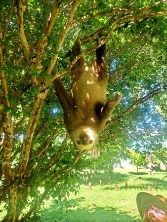 Sloth Costa Rica